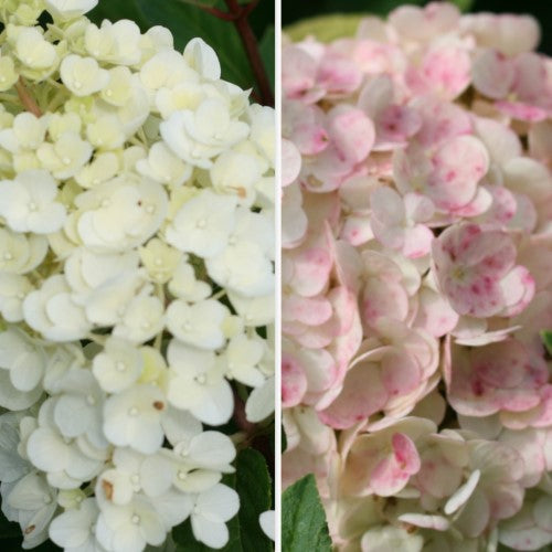 Hydrangea - 'Strawberry Sundae' Panicle Hydrangea