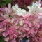 Hydrangea - 'Berry White®' Panicle Hydrangea