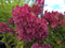 Hydrangea - 'Berry White®' Panicle Hydrangea
