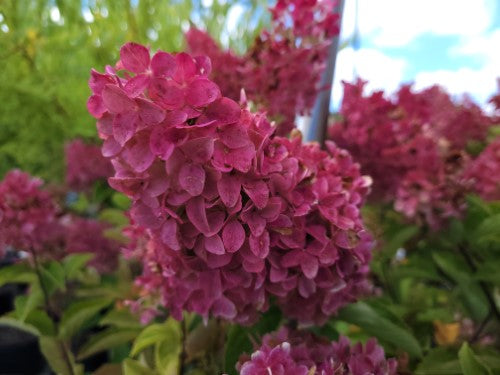Hydrangea - 'Berry White®' Panicle Hydrangea