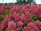Hydrangea - 'Berry White®' Panicle Hydrangea