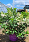 Hydrangea - 'Berry White®' Panicle Hydrangea