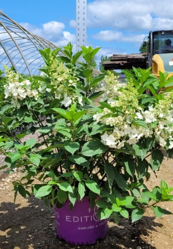 Hydrangea - 'Berry White®' Panicle Hydrangea