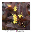 Diervilla - 'Kodiak Jet Black' Bush Honeysuckle