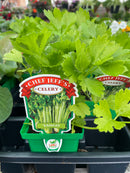 Celery - Chef Jeff ‘Tango’