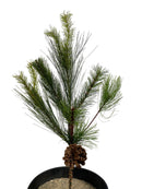 20” Mixed Pine with Cone Pick