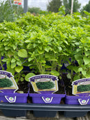 Basil - 'Bonsai’ Chef Jeff
