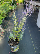 Perovskia - 'Little Spire' Russian Sage