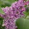 Syringa - 'Sensation' French Hybrid Lilac