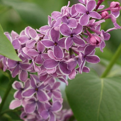 Syringa - 'Sensation' French Hybrid Lilac