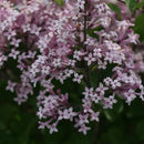 Syringa - ‘Palibin' Dwarf Korean Lilac