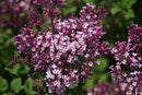 Syringa - ‘Palibin' Dwarf Korean Lilac