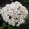 Viburnum - 'Burkwood'