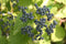 Viburnum - 'Blue Muffin' Arrowhead Viburnum