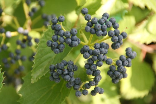 Viburnum - 'Blue Muffin' Arrowhead Viburnum