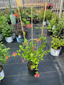 Lonicera - ‘Dropmore Scarlet' Honeysuckle