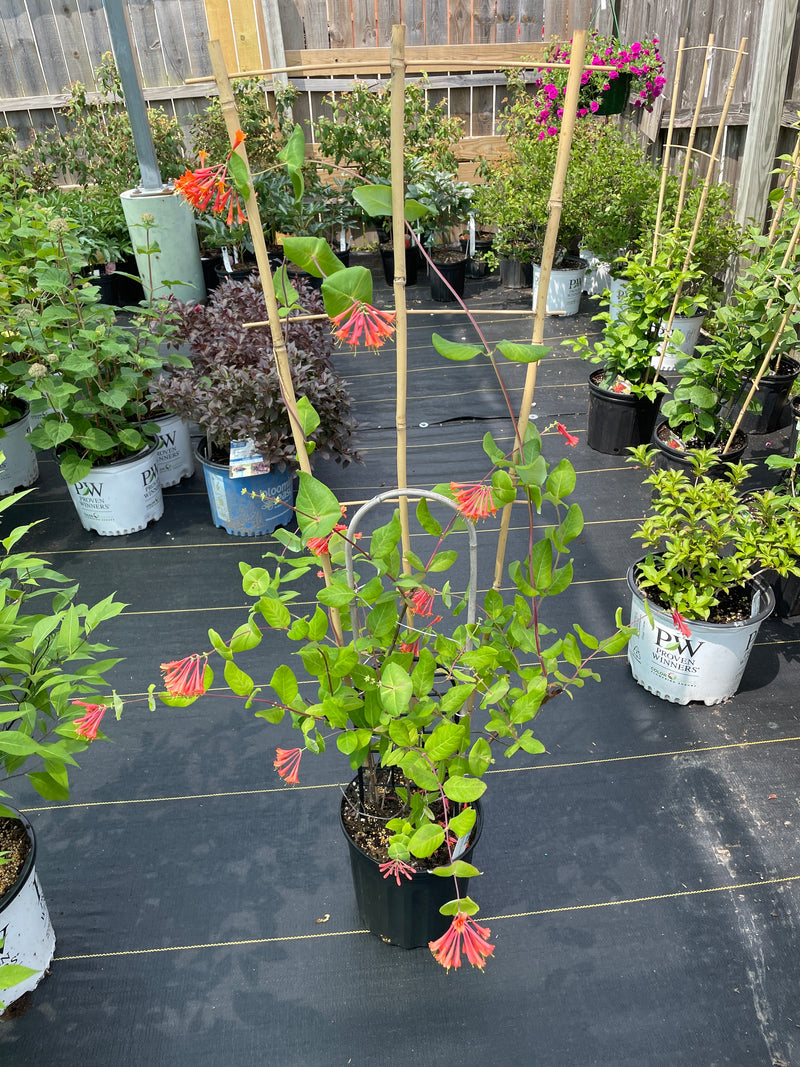 Lonicera - ‘Dropmore Scarlet' Honeysuckle