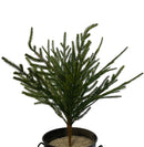 21" Austrian Pine Bush