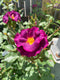Rose - STORMY WEATHER™ Climbing Rose