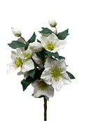 25" Helleborus Bundle