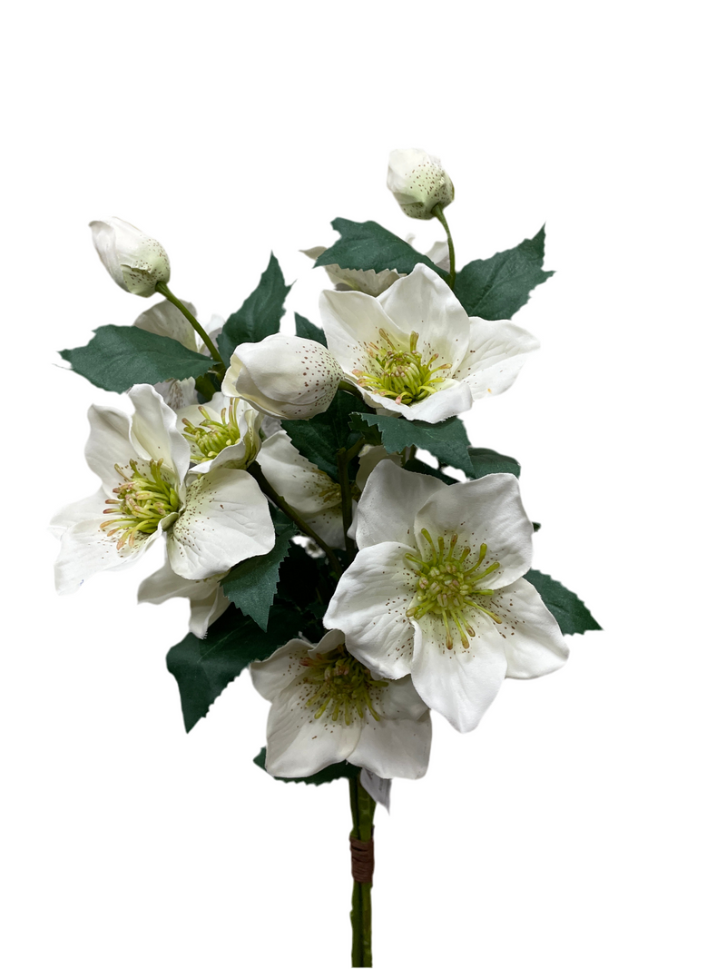 25" Helleborus Bundle