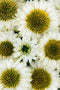 Echinacea - 'Sunseekers White Perfection' Coneflower