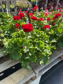 10" Calliope Geranium Hanging Basket