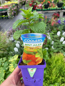 Mentha - Summer Coolers Mint Julep