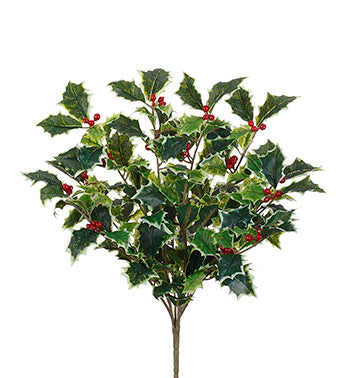 15" Variegated Holly Bush