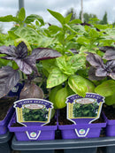 Basil - 'Try Basil’ Chef Jeff