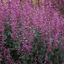 Agastache - 'Royal Raspberry' MEANT TO BEE™ Giant Hyssop / Korean Mint