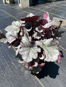 Heuchera - ‘Silverberry' Indian Summer Coral Bells