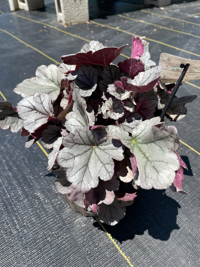 Heuchera - ‘Silverberry' Indian Summer Coral Bells