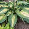 Hosta - 'Love Story' SHADOWLAND®