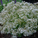Gypsophila - 'Festival Star' Baby's Breath