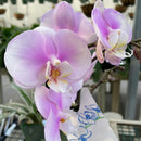 Orchid - Phalaenopsis (Moth Orchid) in Container