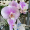 Orchid - Phalaenopsis (Moth Orchid)