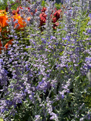 Perovskia - 'Little Spire' Russian Sage
