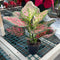 Aglaonema - Assorted Red Colors