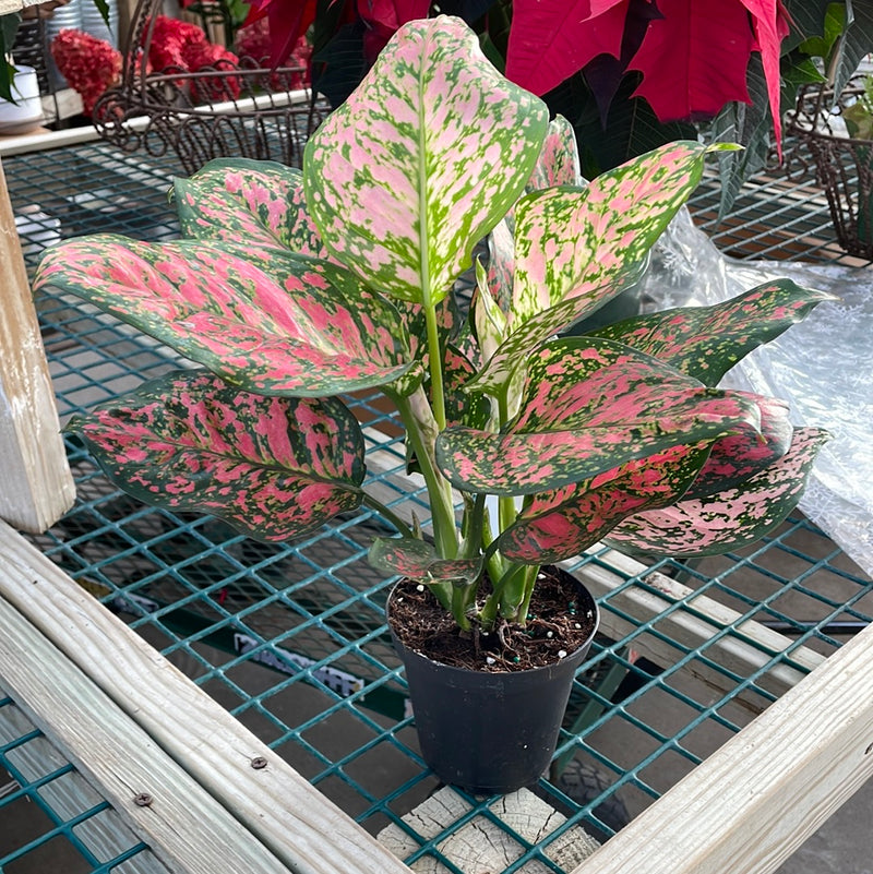 Aglaonema - Assorted Red Colors