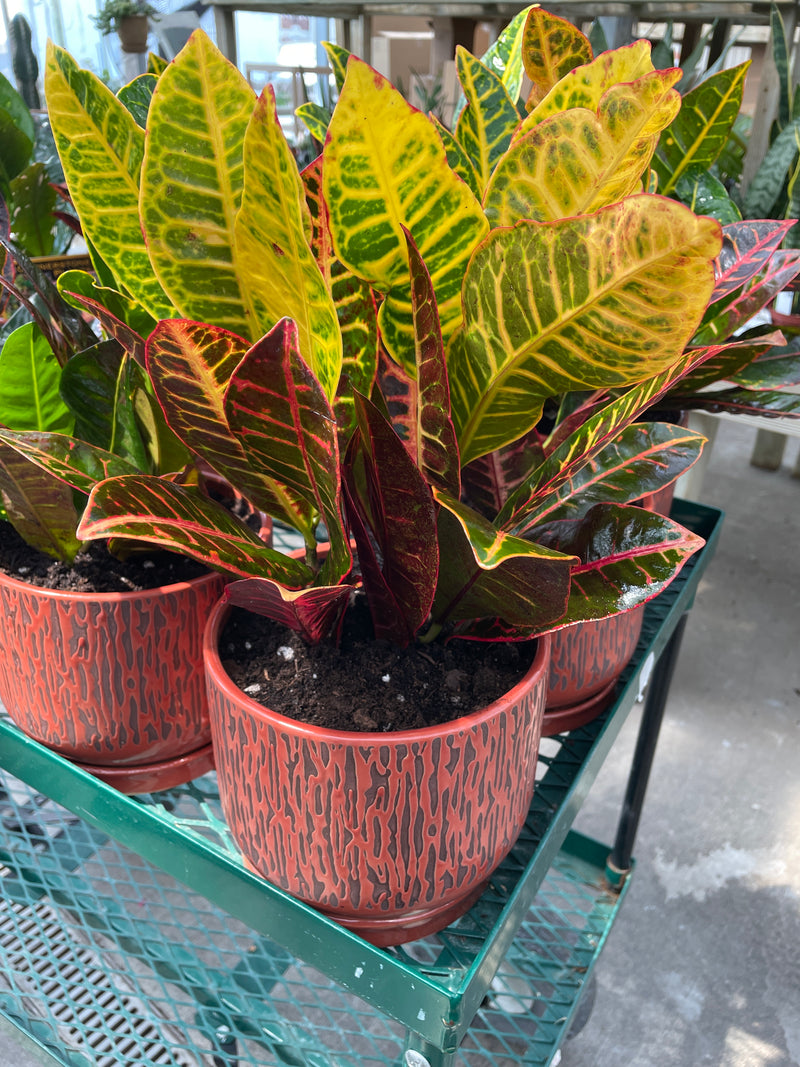 Croton - 'Petra'