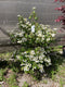Viburnum - 'Summer Snowflake'