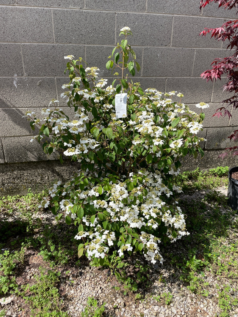 Viburnum - 'Summer Snowflake'