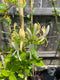 Lonicera - ‘Halliana' Honeysuckle