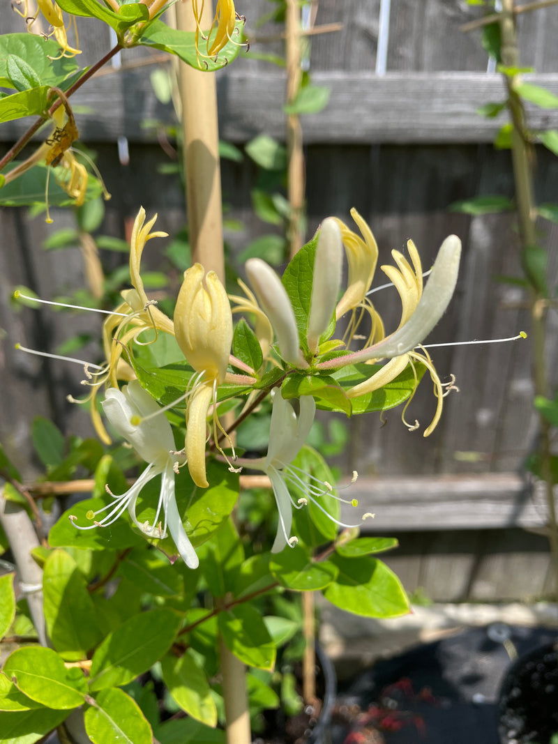 Lonicera - ‘Halliana' Honeysuckle