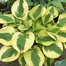 Hosta - 'Brim Cup'