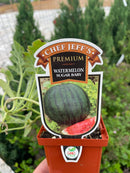 Watermelon - Chef Jeff 'Sugar Baby’
