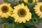 Echinacea - 'PollyNation™ Yellow' Coneflower