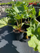 Rhubarb - 'Green Victoria'