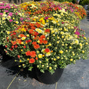 10" Multicolor Bert's Best Fall Mum